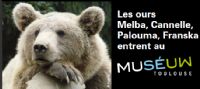 Les ours Melba, Cannelle, Palouma, Franska au Muséum de Toulouse. Publié le 21/10/11. Toulouse